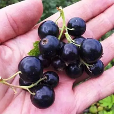 Смородина чёрная ГЕРКУЛЕС в Жлобине