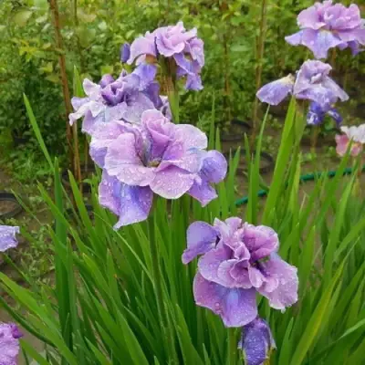 Ирис ХЭВИНГ ФАН сибирский в Жлобине