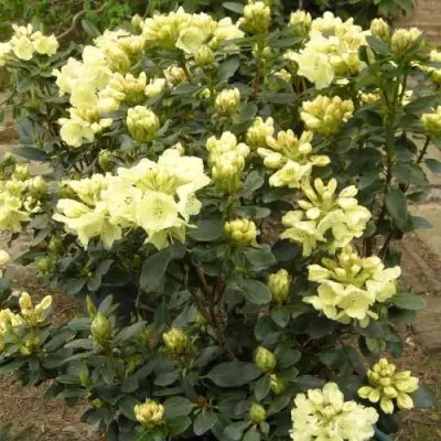 Рододендрон ГОЛДКРОН в Жлобине