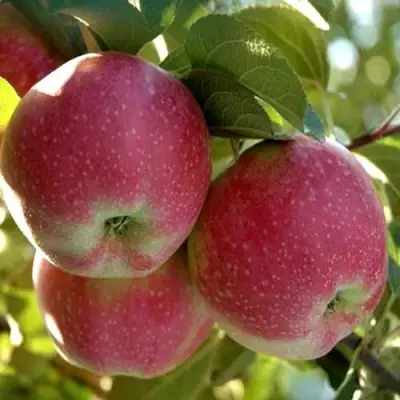 Яблоня АЛЬВА в Жлобине