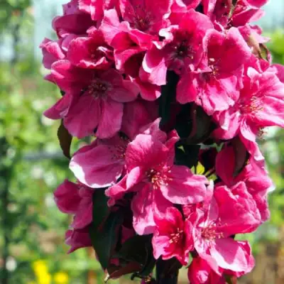 Яблоня МАЛИНОВОЕ ОЖЕРЕЛЬЕ колонновидная в Жлобине