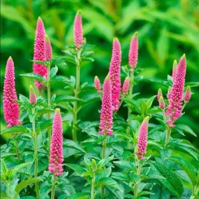 Вероника РОНИКА ФУКСИЯ в Жлобине