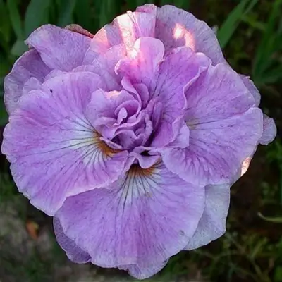 Ирис ИМПЕРИАЛ ОПАЛ сибирский в Жлобине