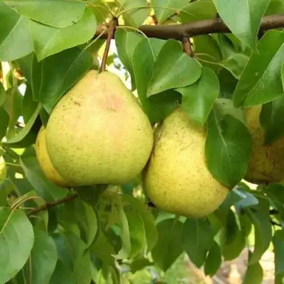 Груша ВЕЛИКАЯ ЛЕТНЯЯ (БОЛЬШАЯ ЛЕТНЯЯ) в Жлобине