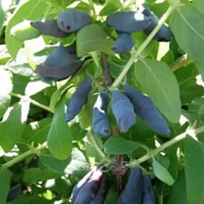 Жимолость съедобная НИМФА (ГАММА) в Жлобине