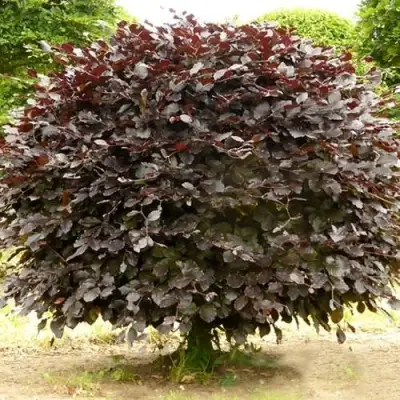 Бук лесной АТРОПУНИЦЕА в Жлобине