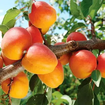 Абрикос ТРИУМФ СЕВЕРНЫЙ в Жлобине