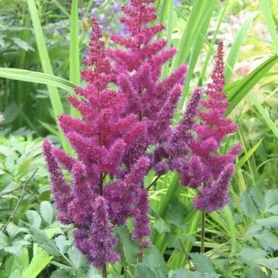 Астильба КАРАОКЕ ПАРТИ китайская в Жлобине