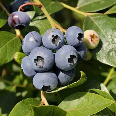 Голубика ШАНТЕКЛЕР в Жлобине