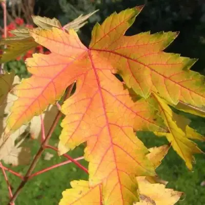 Клен серебристый в Жлобине