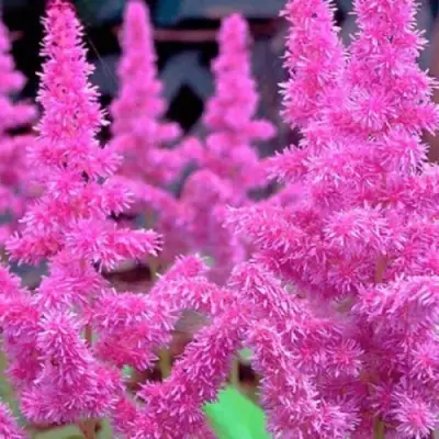 Астильба АМЕТИСТ Арендса в Жлобине