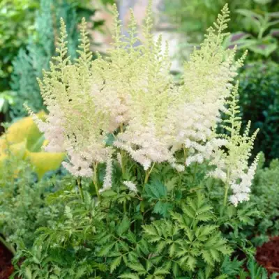 Астильба МИЛК ЭНД ХАНИ китайская в Жлобине