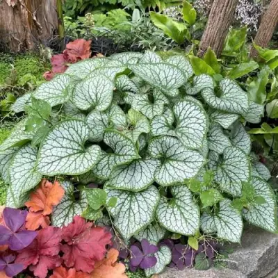 Бруннера ДЖЭК ФРОСТ в Жлобине