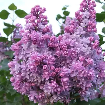 Сирень КОЛХОЗНИЦА в Жлобине