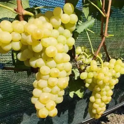 Виноград КИШМИШ ЗОЛОТЦЕ в Жлобине