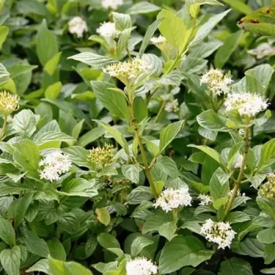 Дерен ФЛАВИРАМЕА отпрысковый в Жлобине