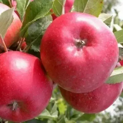 Яблоня ПОСПЕХ в Жлобине