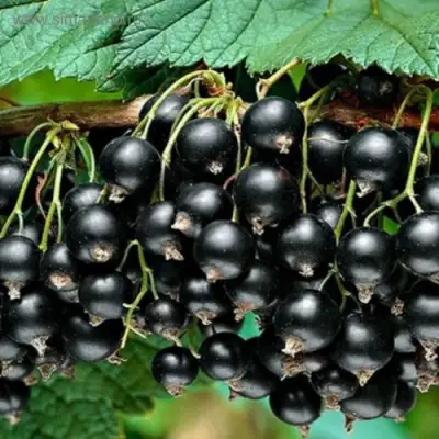 Смородина черная БЕН КОНАН в Жлобине