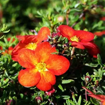 Лапчатка РЕД АЙС кустарниковая в Жлобине