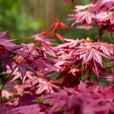 Клен дланевидный АТРОПУРПУРЕУМ в Жлобине