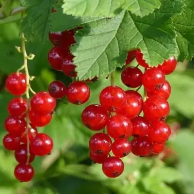 Смородина красная РОНДОМ в Жлобине