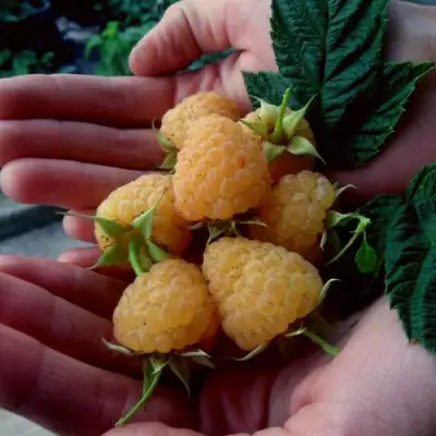 Малина ЗЮГАНА ЗОЛОТАЯ в Жлобине