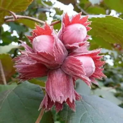 Фундук СКАРЛЕТТ в Жлобине