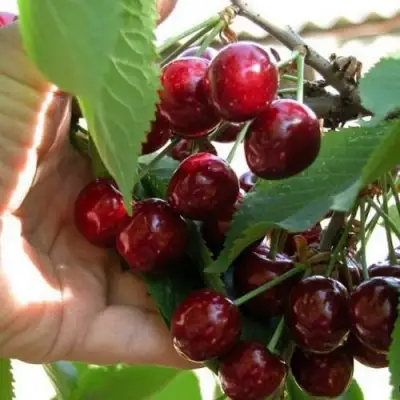 Черешня СЮБАРОВСКАЯ в Жлобине