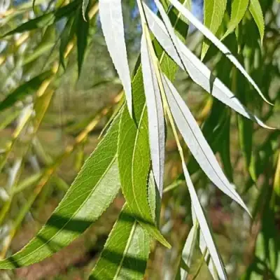 Ива ВИТЕЛЛИНА белая  в Жлобине