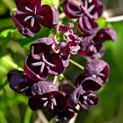 Акебия ПЯТЁРНАЯ  в Жлобине