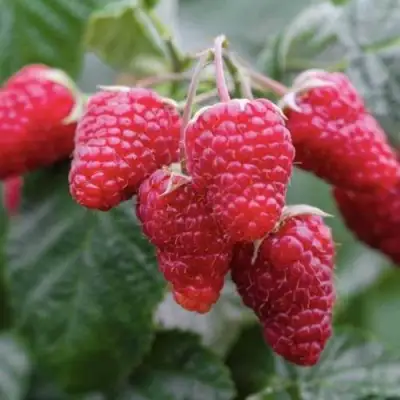 Малина МАРОСЕЙКА в Жлобине