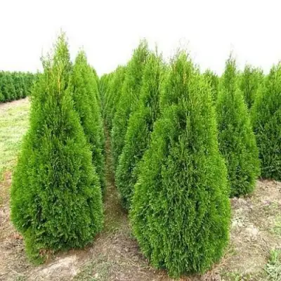 Туя СМАРАГД западная в Жлобине