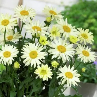 Нивяник БРОДВЕЙ ЛАЙТС великолепный в Жлобине