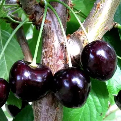 Вишня ШОКОЛАДНИЦА в Жлобине