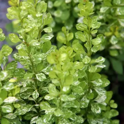 Барбарис ПАУ ВАУ тунберга в Жлобине