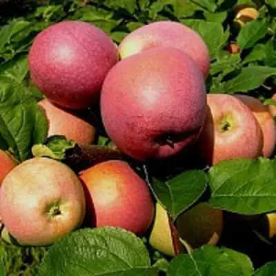 Яблоня СЛАВА ПОБЕДИТЕЛЯМ в Жлобине