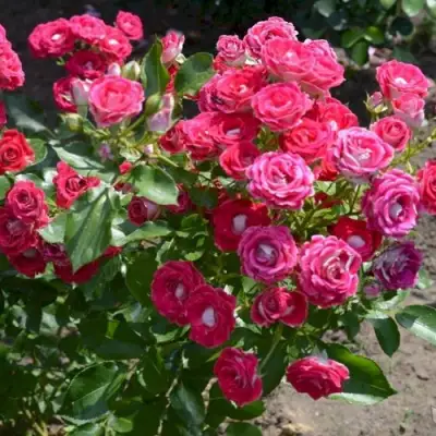 Роза ШОНЕ КОБЛЕНЦЕРИН флорибунда в Жлобине