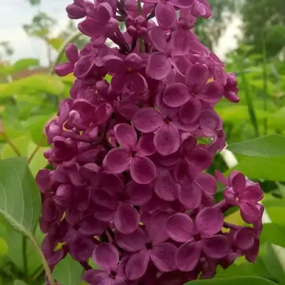 Сирень ИНДИЯ в Жлобине