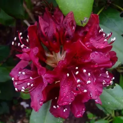 Рододендрон КАЛИ в Жлобине