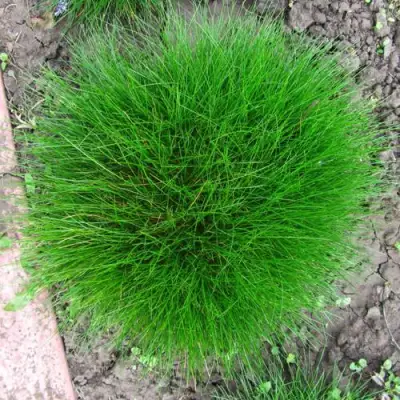 Овсяница ГОТЬЕ в Жлобине