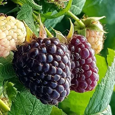 Малина БЛЭК ПОЛЬКА (ХЕБАН) в Жлобине