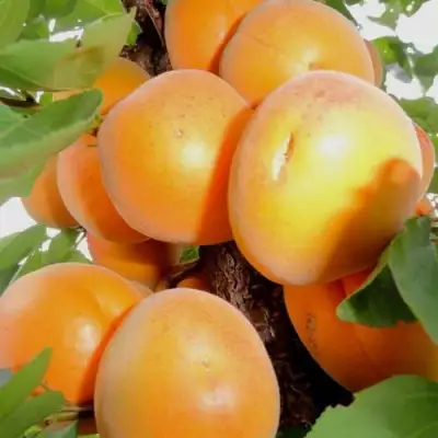 Абрикос ДЕСЕРТНЫЙ в Жлобине