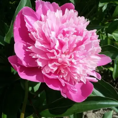 Пион ГОЛУБАЯ ХРИЗАНТЕМА травянистый в Жлобине