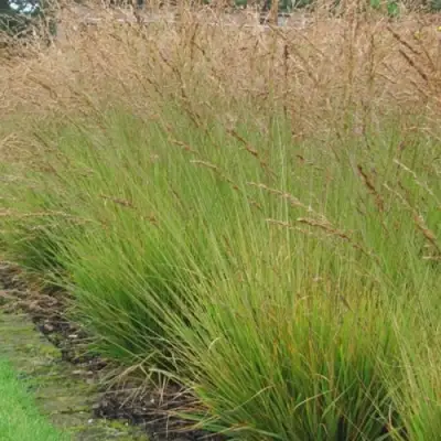 Молиния ПОЛ ПЕТЕРСОН голубая в Жлобине
