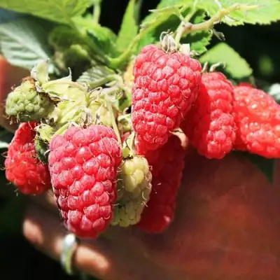 Малина ПАТРИЦИЯ в Жлобине