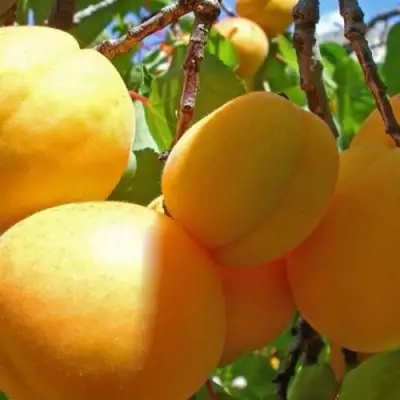 Абрикос ПАМЯТЬ ЛОЙКО в Жлобине