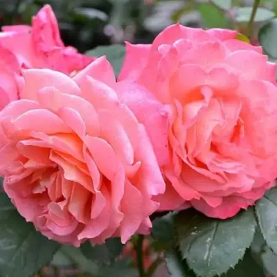 Роза ИНСТИТУТ ЛЮМЬЕР шраб в Жлобине