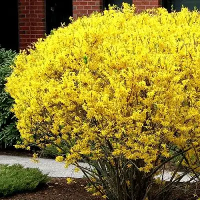 Форзиция ЛИНВУД в Жлобине