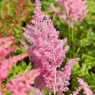 Астильба РЕЙНЛЕНД японская в Жлобине