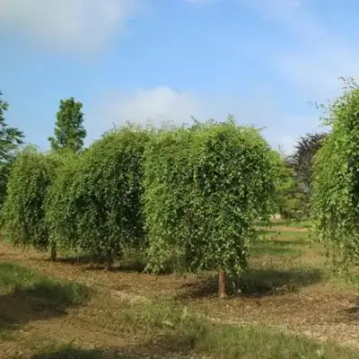 Береза САММЕР КАСКАД черная в Жлобине